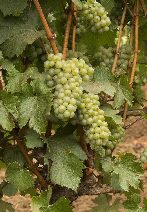 Chardonnay