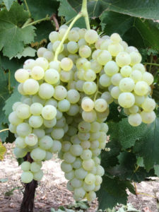 Malvasia bianca di Candia